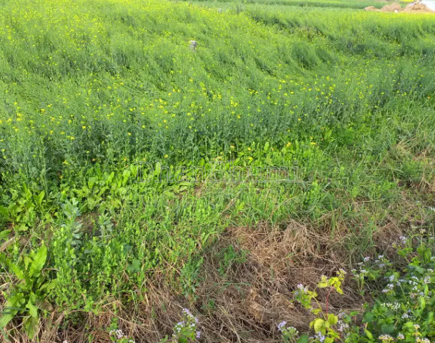 property_images/agricultural_in_dewas_1786016263_6a7472076bd07.PNG