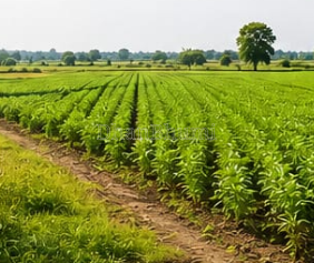 featured_img