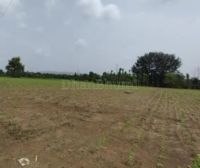 property_images/agricultural_in_dewas_1788332296_6a97c908eb678.png