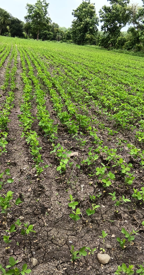 property_images/agricultural_in_dewas_1790067206_6ab242069eb1a.png