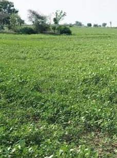 property_images/agricultural_in_dewas_1791964168_6acf3408c46bb.PNG