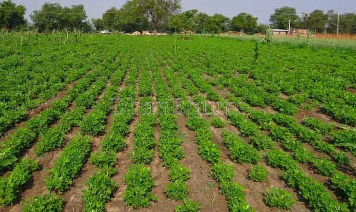 property_images/agricultural_in_dhamtari_1778239029_69fdc6353ce9b.PNG