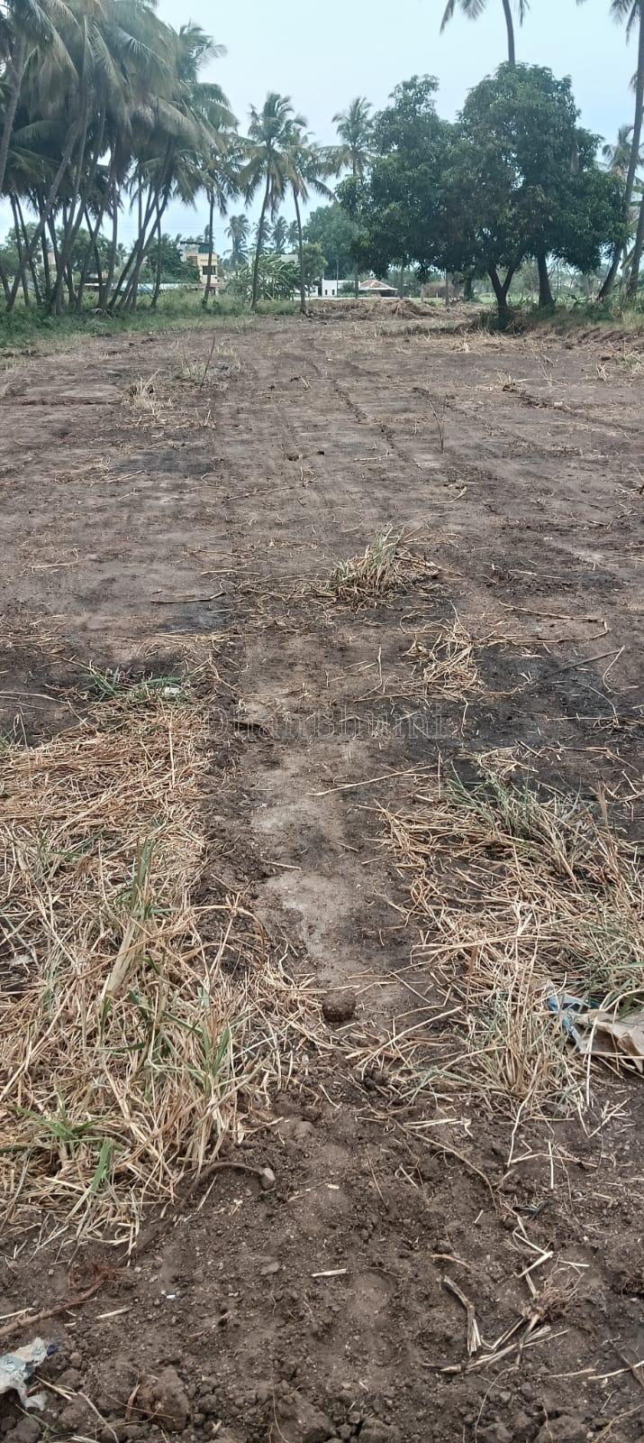 property_images/agricultural_in_dindigul_1783675509_6a50ba75bdf37.jpeg
