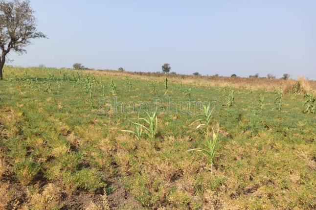 property_images/agricultural_in_gadag_1785922992_6a7305b02dca0.png