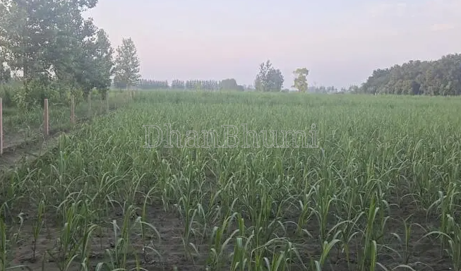 property_images/agricultural_in_gautam_buddha_nagar_1788424995_6a9933234f0cc.PNG
