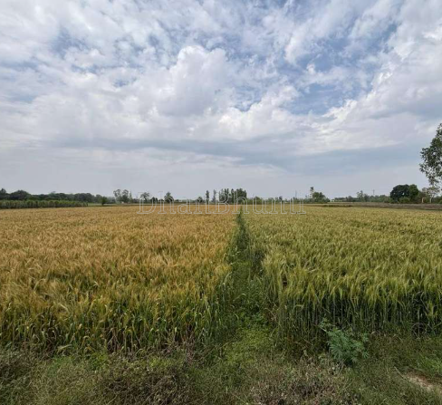 property_images/agricultural_in_gautam_buddha_nagar_1789628833_6aab91a1d11ab.PNG