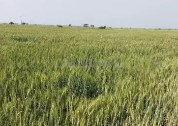 property_images/agricultural_in_ghaziabad_1791359843_6ac5fb63169ce.png
