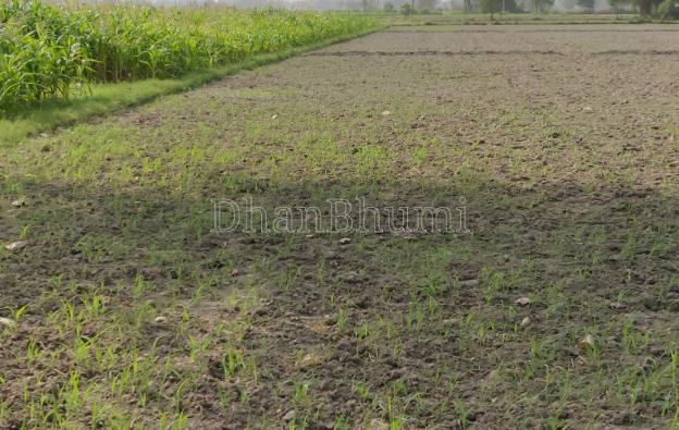property_images/agricultural_in_gorakhpur_1787134773_6a858335bcc84.PNG