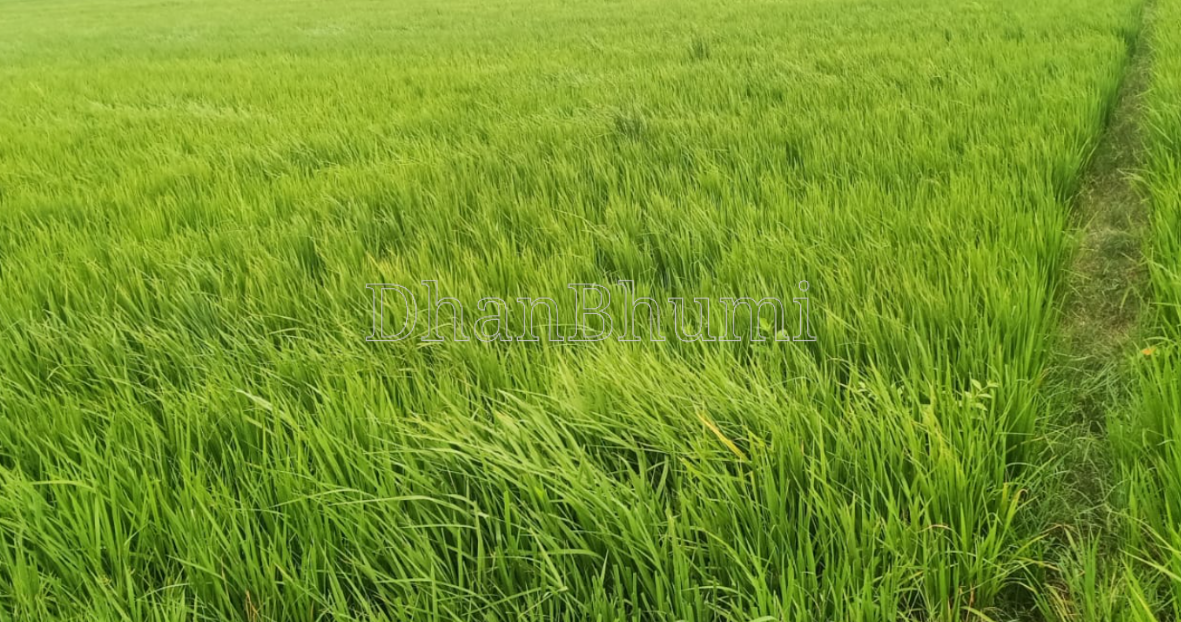 property_images/agricultural_in_gorakhpur_1787735047_6a8eac074ae14.png