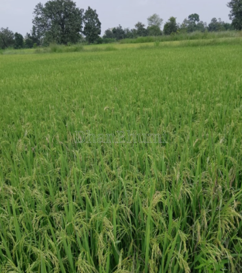 property_images/agricultural_in_gorakhpur_1792823713_6adc51a1c5e47.PNG