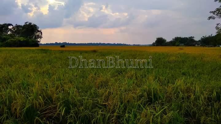 property_images/agricultural_in_hajipur_1788244628_6a9672945a50b.jpeg