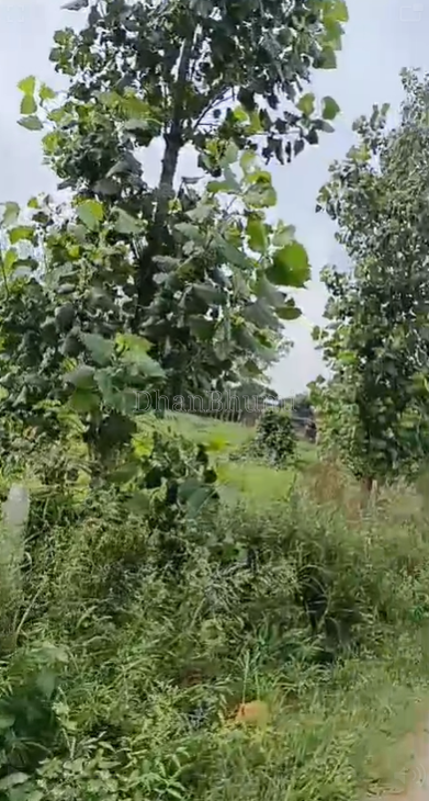 property_images/agricultural_in_hapur_1787296031_6a87f91f38571.png