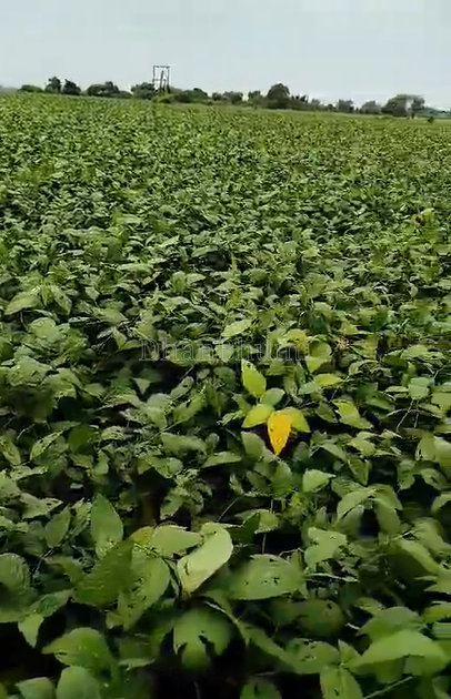 property_images/agricultural_in_harda_1789377986_6aa7bdc2029b5.png