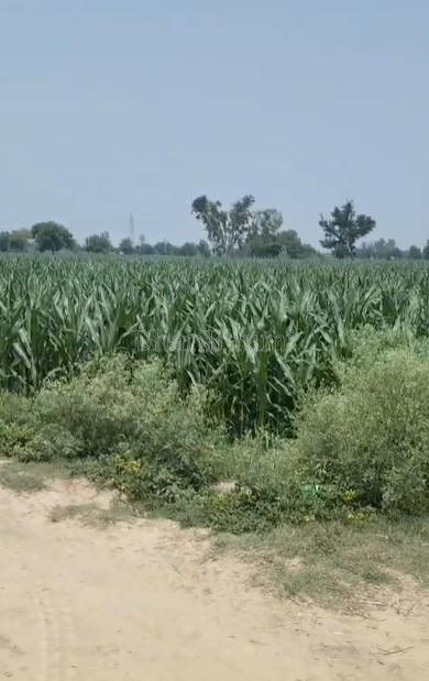 property_images/agricultural_in_hathras_1781170277_6a2a8065d22bc.jpg