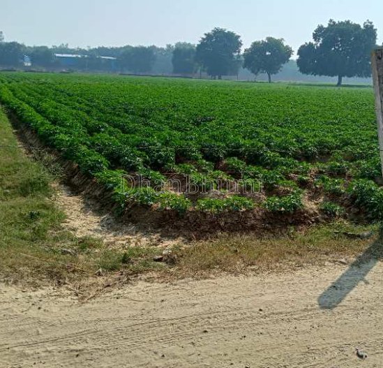 property_images/agricultural_in_hathras_1785562547_6a6d85b3d1dc3.png