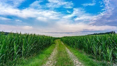 property_images/agricultural_in_hisar_1781257650_6a2bd5b2171b8.PNG
