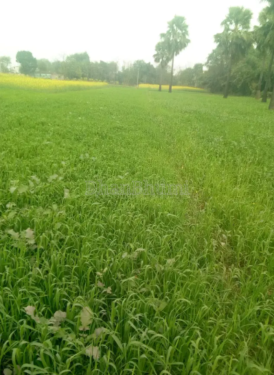 property_images/agricultural_in_indore_1786015970_6a7470e21001e.PNG
