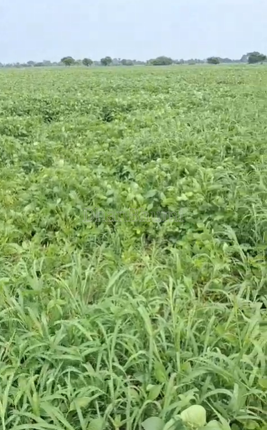 property_images/agricultural_in_indore_1787204811_6a8694cbc4db6.png