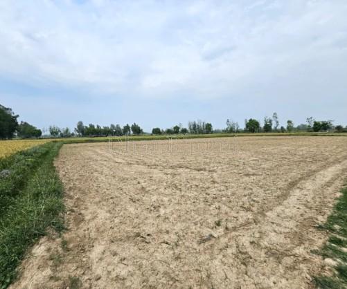 property_images/agricultural_in_jaipur_1782107877_6a38cee538de7.jpg