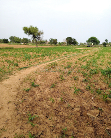 property_images/agricultural_in_jaipur_1786087835_6a75899bb074f.png
