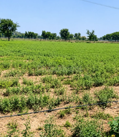 property_images/agricultural_in_jaipur_1786706612_6a7efab43c474.png