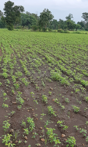 property_images/agricultural_in_jaipur_1787381010_6a894512b3587.PNG