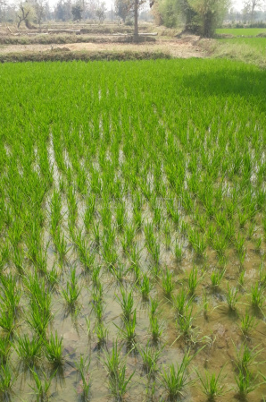 property_images/agricultural_in_jaipur_1789212898_6aa538e23b9a4.png