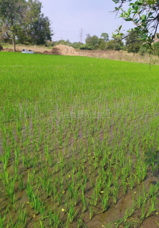 property_images/agricultural_in_jaipur_1789213197_6aa53a0dc8d34.png