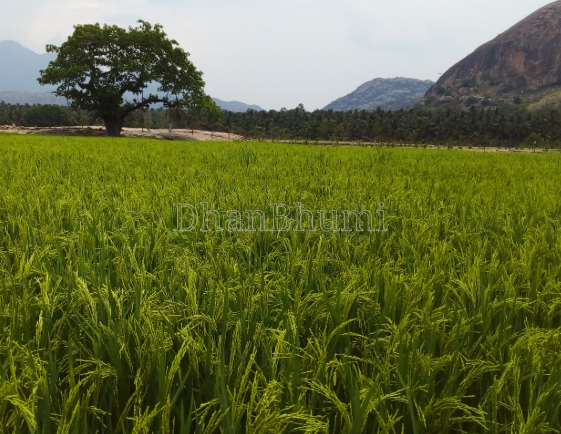 property_images/agricultural_in_jaipur_1789213435_6aa53afb230e1.png