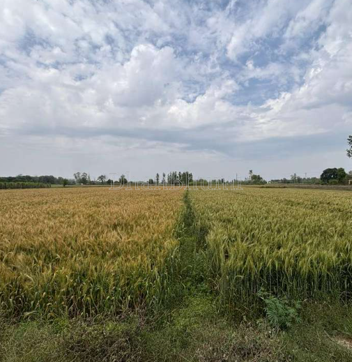 property_images/agricultural_in_jaipur_1791016774_6ac0bf46b2f66.png