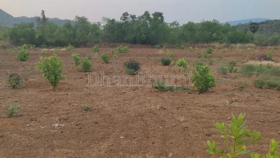 property_images/agricultural_in_jajpur_1791977523_6acf683338994.png
