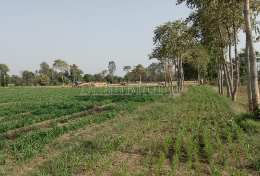 property_images/agricultural_in_jamnagar_1781682445_6a32510de1262.PNG
