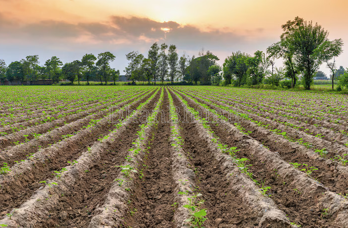 property_images/agricultural_in_jaunpur_1782465569_6a3e442103e62.png