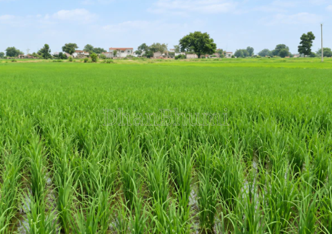 property_images/agricultural_in_jaunpur_1790073890_6ab25c226b203.png