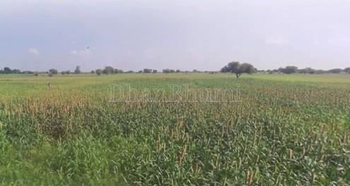 property_images/agricultural_in_jhajjar_1780658858_6a22b2aa2b01a.jpg