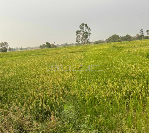 property_images/agricultural_in_kanpur_1787304004_6a881844a784d.png
