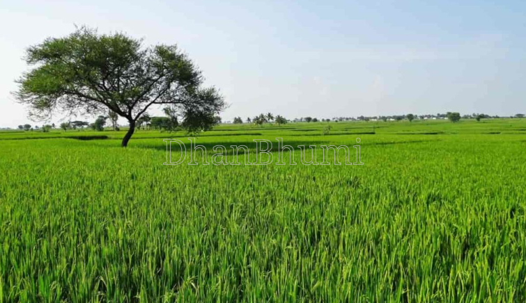 property_images/agricultural_in_kheri_1784809429_6a6207d5cd224.png