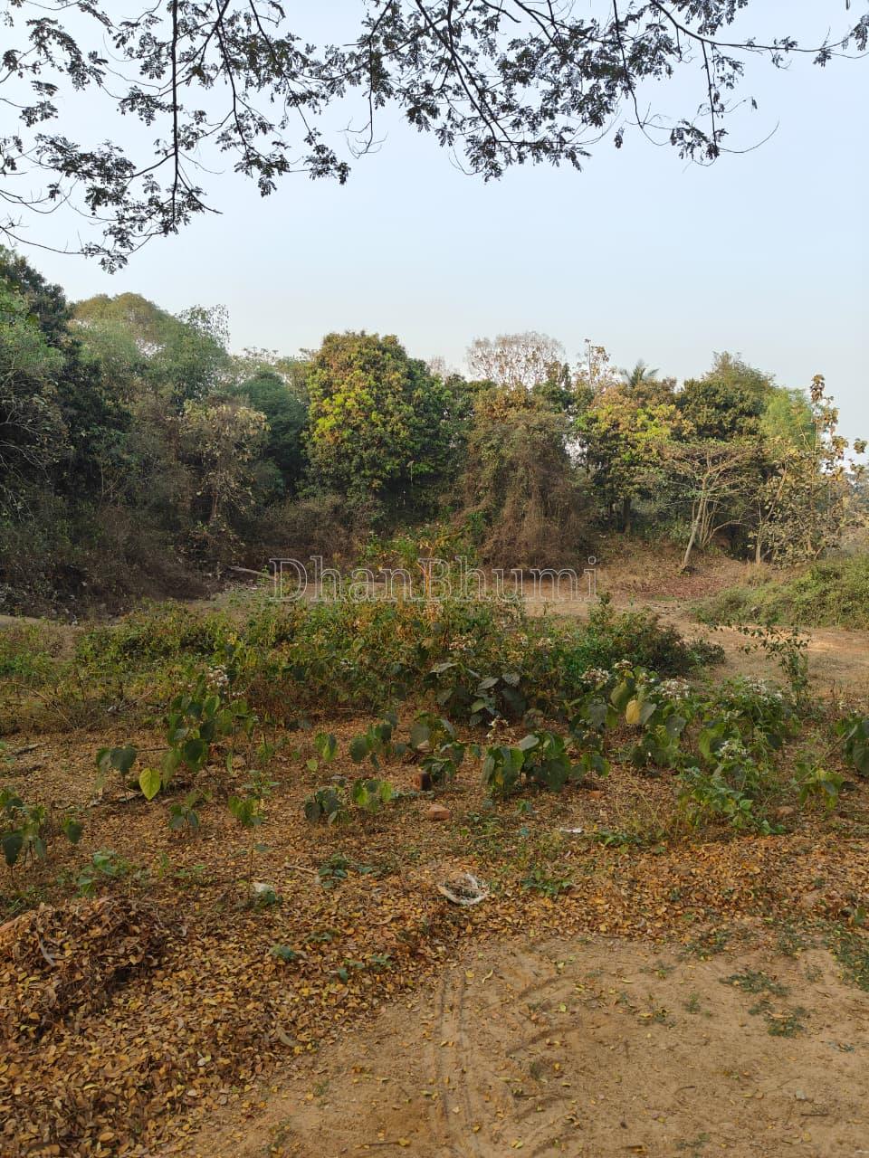 property_images/agricultural_in_khordha_1782734989_6a42608d4cc66.jpeg