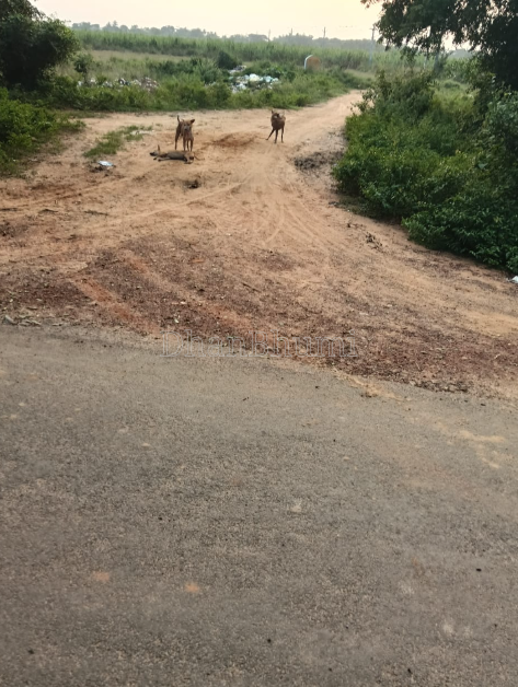 property_images/agricultural_in_khordha_1788348456_6a98082878ede.PNG