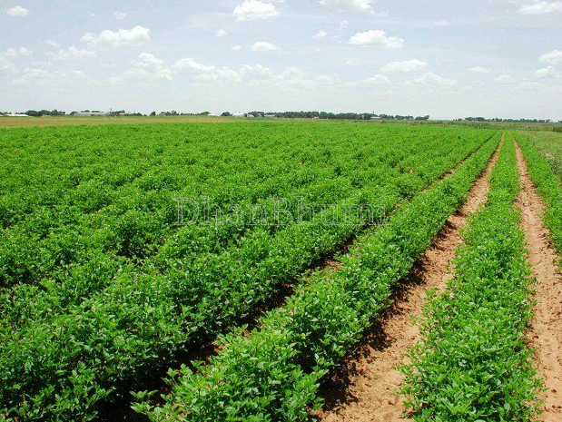 property_images/agricultural_in_kotputli_behror_1786174241_6a76db215076a.PNG
