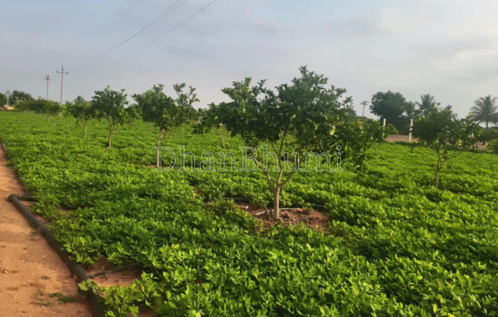 property_images/agricultural_in_kotputli_behror_1786174482_6a76dc122e527.PNG