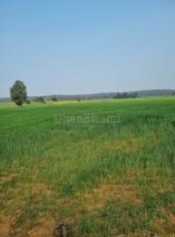 property_images/agricultural_in_lakhimpur_kheri_1782381842_6a3cfd12c6b2d.jpg