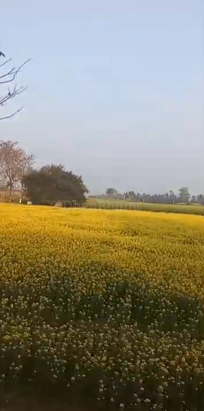 property_images/agricultural_in_lakhimpur_kheri_1782454591_6a3e193f77ad8.png