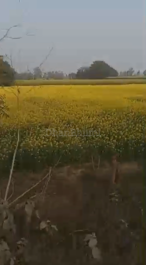 property_images/agricultural_in_lakhimpur_kheri_1782454591_6a3e193f97a37.png