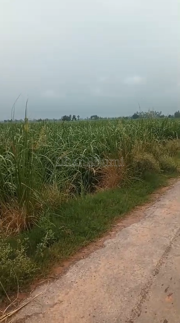 property_images/agricultural_in_lakhimpur_kheri_1786085614_6a7580ee49a40.png