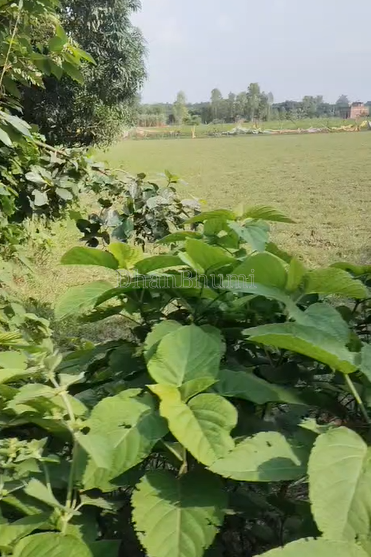 property_images/agricultural_in_lucknow_1789639343_6aabbaaf49087.png