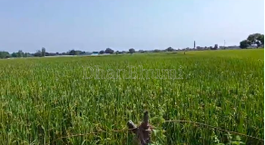 property_images/agricultural_in_lucknow_1792147811_6ad20163ebacd.PNG