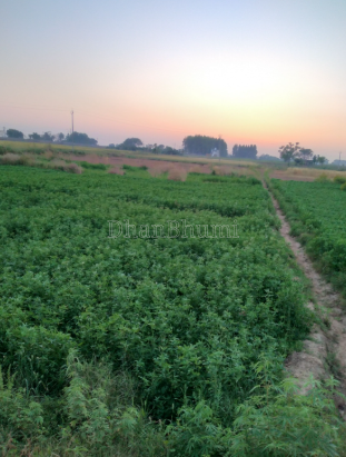 property_images/agricultural_in_ludhiana_1786448942_6a7b0c2e9d888.PNG