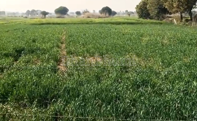 property_images/agricultural_in_ludhiana_1787314646_6a8841d6cd04f.PNG