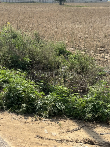property_images/agricultural_in_mahoba_1786429859_6a7ac1a3462e1.png
